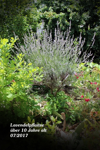 Lavendel Pflanze im Topf für das Freiland